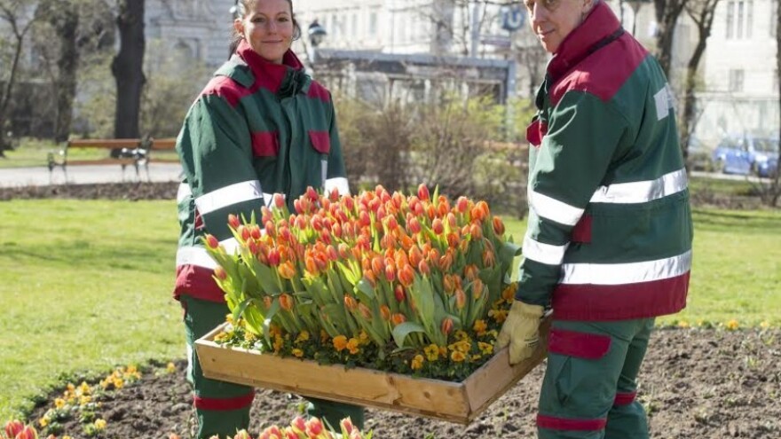 Procvast će 900 tisuća tulipana u Beču