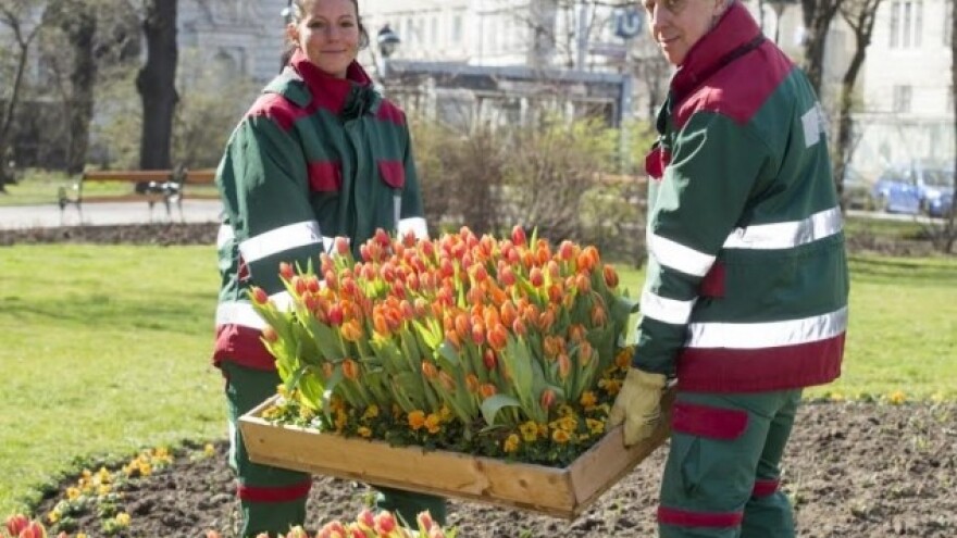 Procvast će 900 tisuća tulipana u Beču