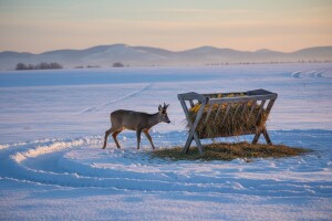Bečej: Lopovi kradu hranu za divljač