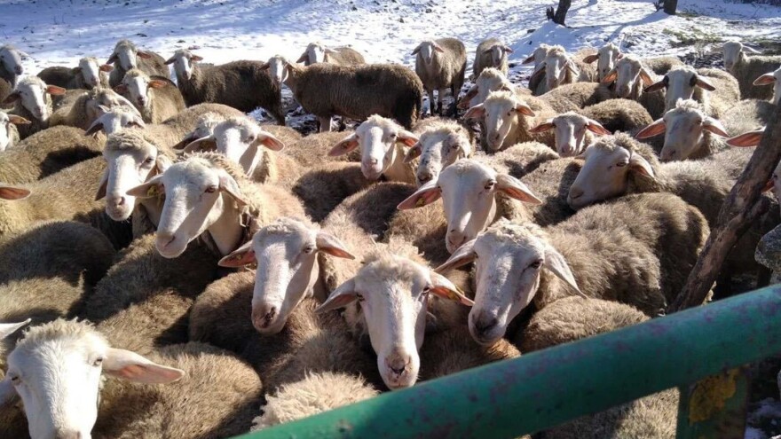 Cena jagnjadi dobra, ali stočari i dalje priželjkuju organizovan otkup