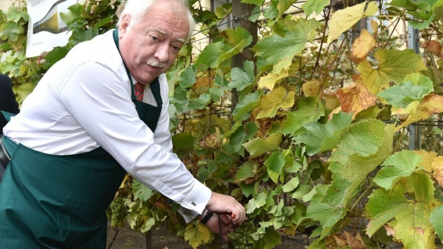 Beč - izvor kulture, vina, krastavaca i patlidžana