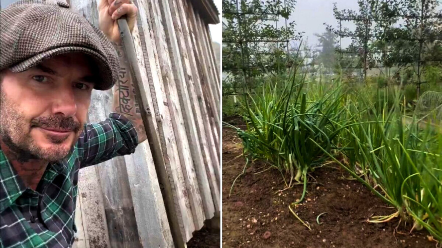 David Beckham u mirovini se posvetio vrtu i kokicama