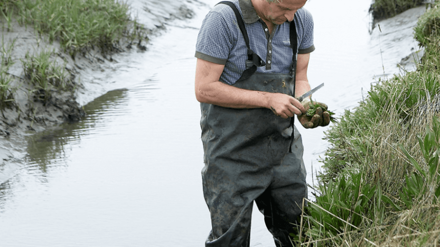 Morsko, zeleno povrće pravi je hit na obalama Francuske i Nizozemske