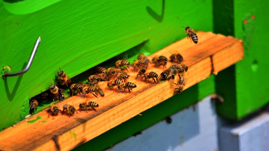 Pravilnik o provedbi mjera Nacionalnog pčelarskog programa od 2020. do 2022. godine