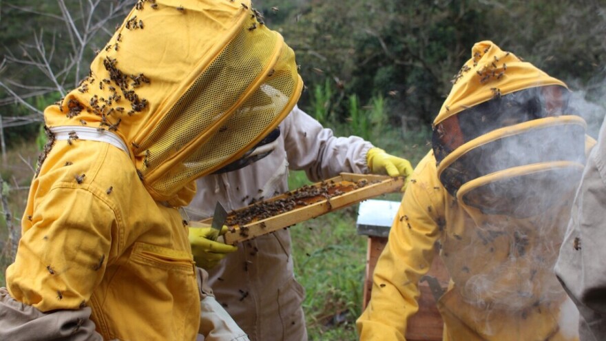 Pčelari u velikim problemima: Zbog korone ne mogu hraniti svoje pčele