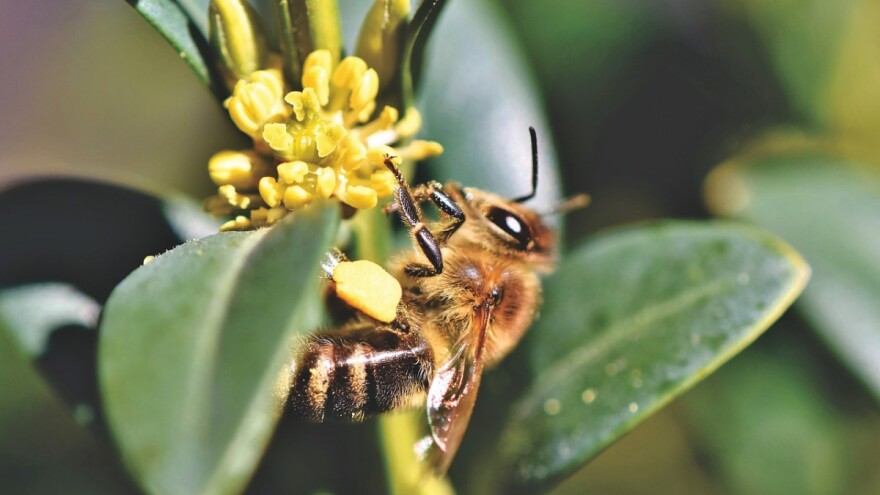 Što donosi Nacrt prijedloga Nacionalnog pčelarskog programa do 2022.?