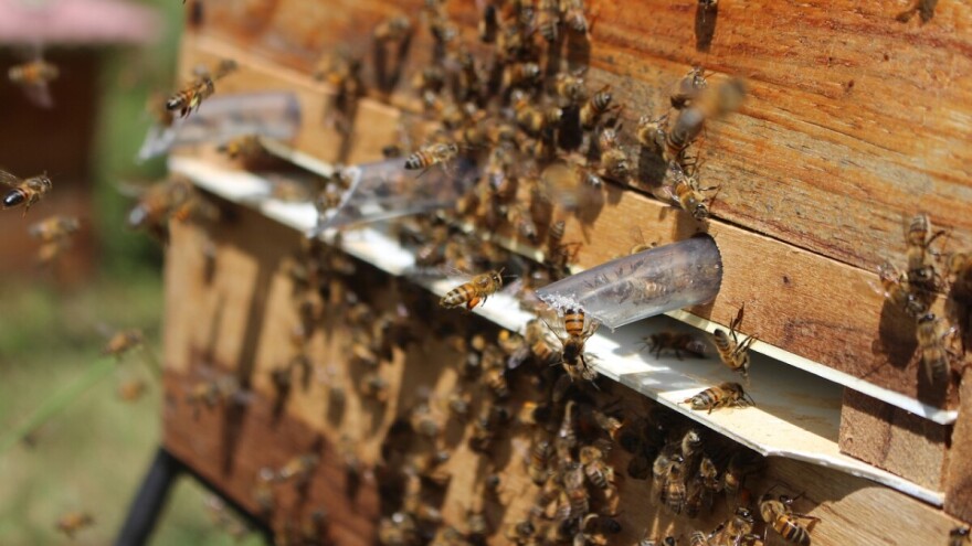 Objavljen Javni natječaj za projekte primijenjenih istraživanja u pčelarstvu