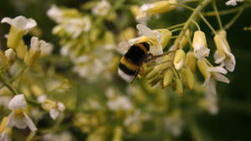 Ekološko pčelarstvo u Hrvatskoj