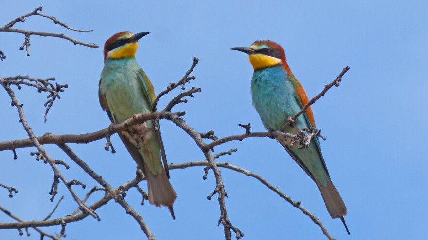 Ne propustite radionicu Zaštita prirode u poljoprivredi: o pčelama i pticama pčelaricama, eko poljoprivredi i mjerama ruralnog razvoja