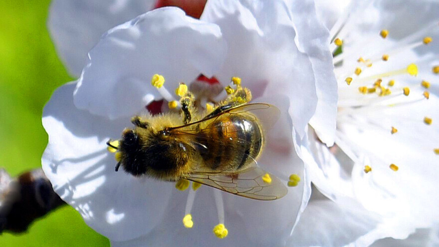 Edukacijom poljoprivrednika sprečiti uginuće pčela