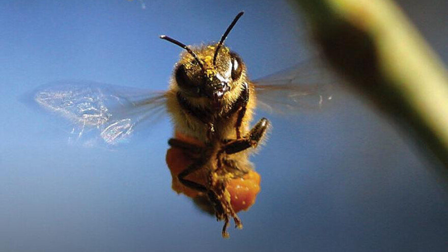 Kanada se bori za zabranu imidakloprida
