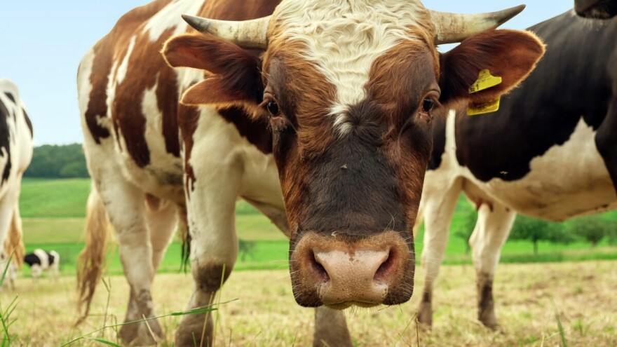 Objavljen poziv za otkup junadi - rok do kraja radne sedmice