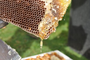 Med, propolis, matična mliječ s OPG-a Dješka i Fehervari predstavljeni na Zelenom četvrtku