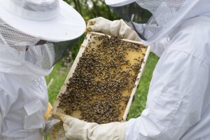 Pčelari, bliži se kraj roka za podnošenje zahtjeva za isplatu potpora!