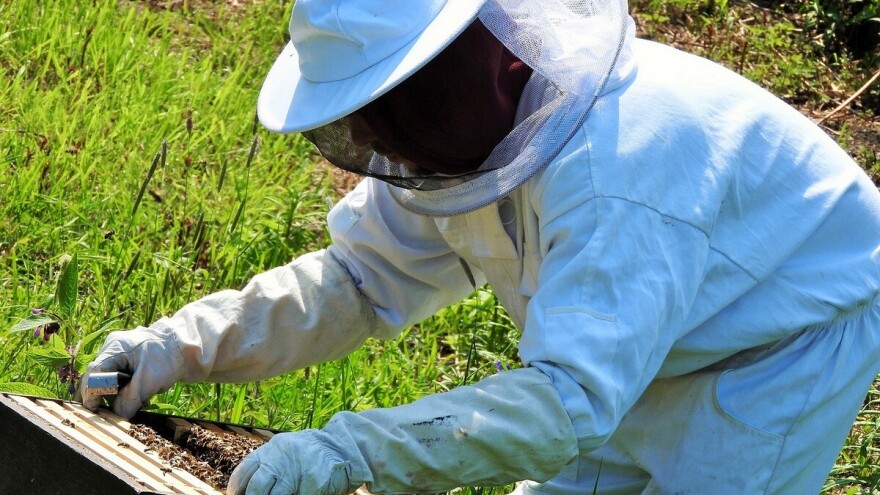 Loša godina: Pčelari ostali bez meda - traže pomoć ministarstva