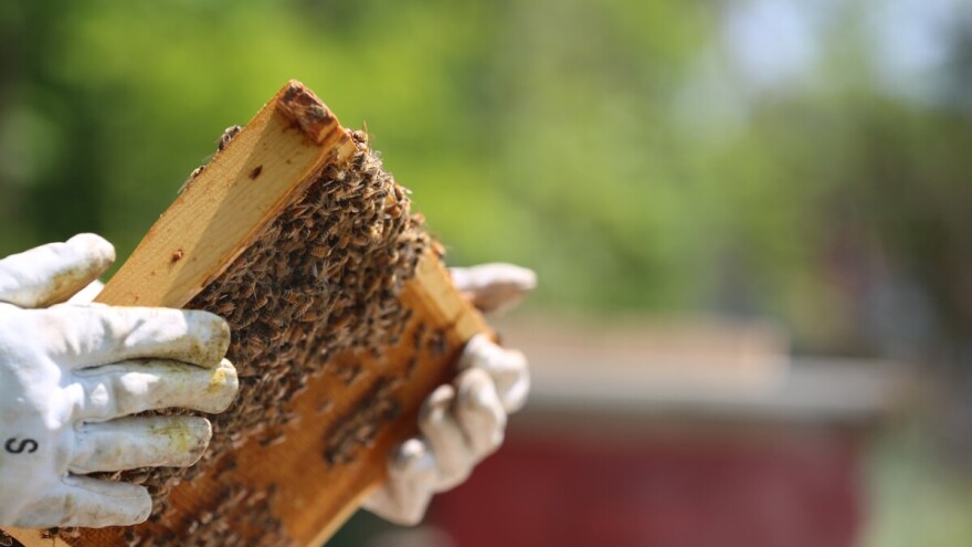 Pčelarima isplaćeno 17,2 milijuna kuna