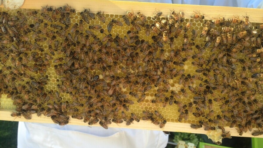 4. Kongres pčelarstva i pčelinjih proizvoda - stižu stručnjaci iz Turske i Velike Britanije