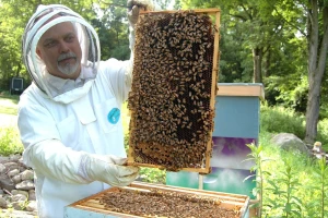 Pokrenuta kampanja za očuvanje pčela u Srbiji