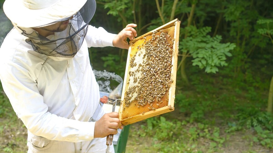 Šta da radite kada se javi američka trulež