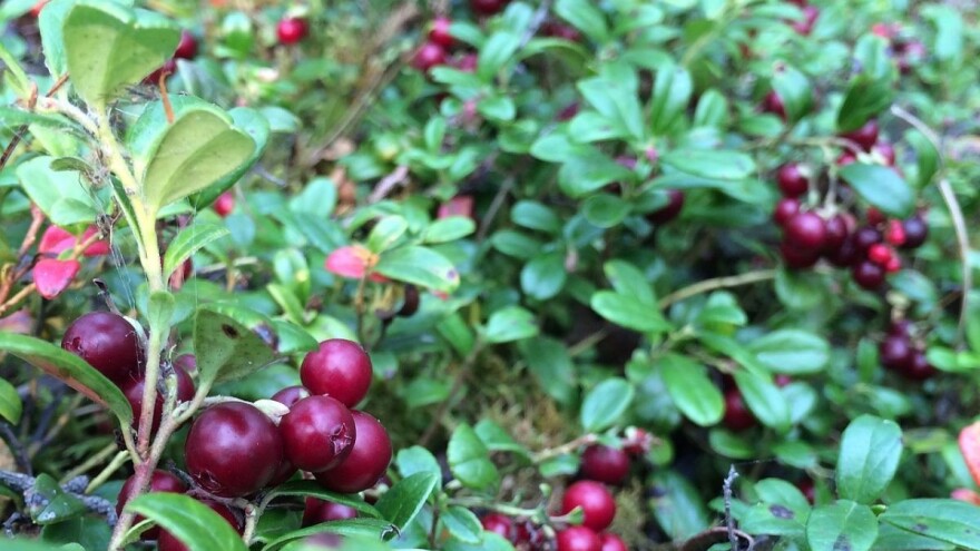 Brusnice možete uzgajati i u svojoj bašti