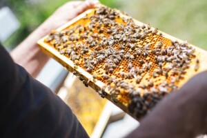 Tročlana porodica može solidno živjeti s oko 300 košnica pčela