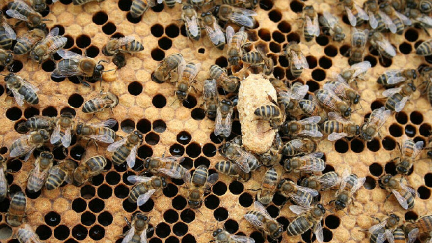 Grupisanje društava za bolje prezimljavanje