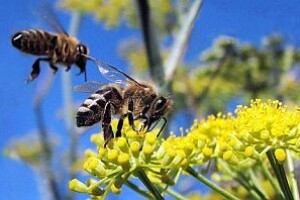 Novi način vođenja evidencije pčelara