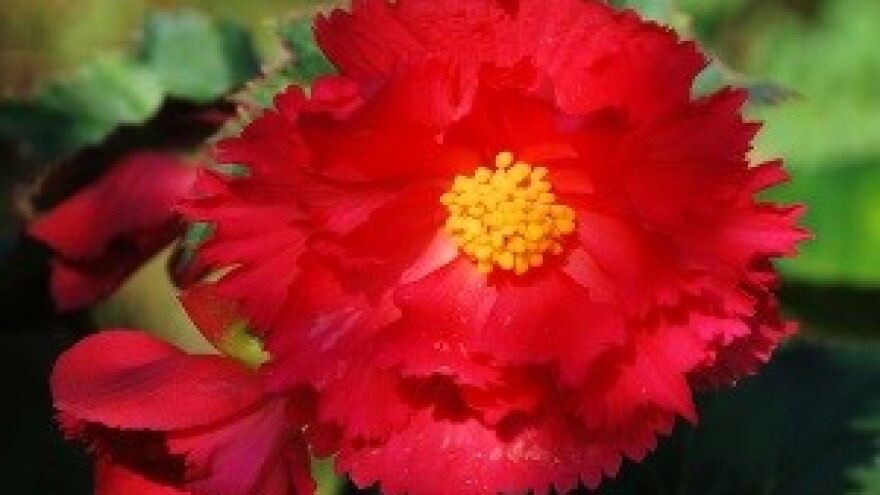 Sadnja ljetnica i njega