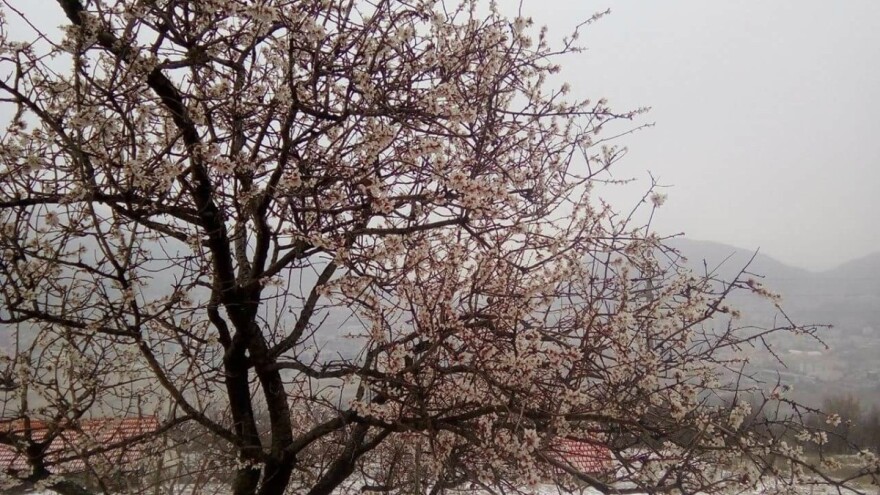 Mraz trajao tri dana, isplata štete nakon skoro godinu dana