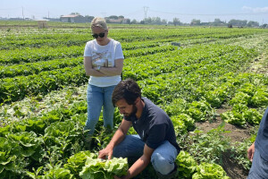 Preporuke za ljetni uzgoj salate - koje sorte odabrati?