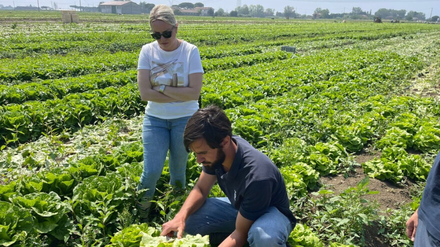Preporuke za ljetni uzgoj salate - koje sorte odabrati?