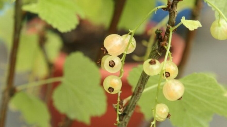 Dobra perspektiva u uzgoju ribiza