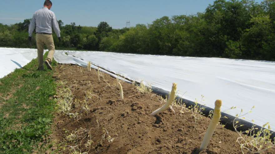 Prva berba bele špargle u Šumadiji