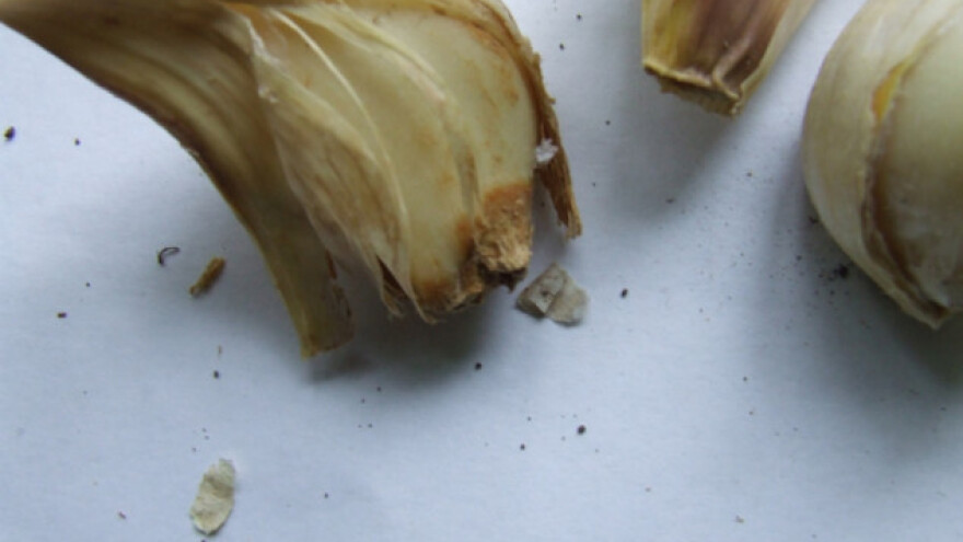 Bijela trulež bijelog luka