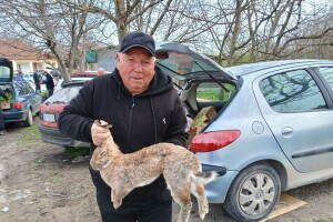 Belgijski orijaš dostiže težinu i do 15 kilograma. Blagoje godišnje proda do 400 ovih zečeva