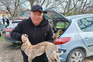 Belgijski orijaš dostiže težinu i do 15 kilograma: Blagoje godišnje proda do 400 ovih zečeva