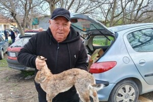 Belgijski orijaš dostiže težinu i do 15 kilograma: Blagoje godišnje proda do 400 ovih zečeva