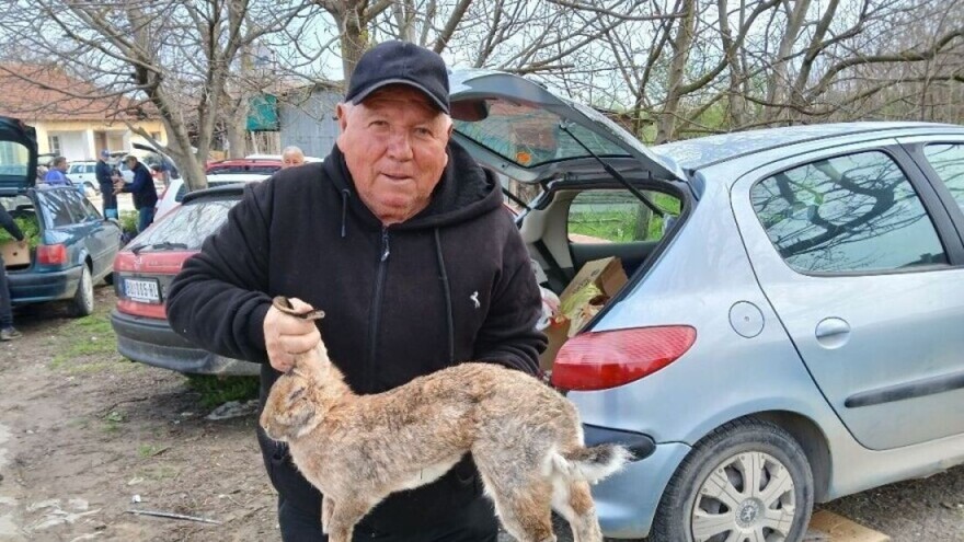 Belgijski orijaš dostiže težinu i do 15 kilograma: Blagoje godišnje proda do 400 ovih zečeva