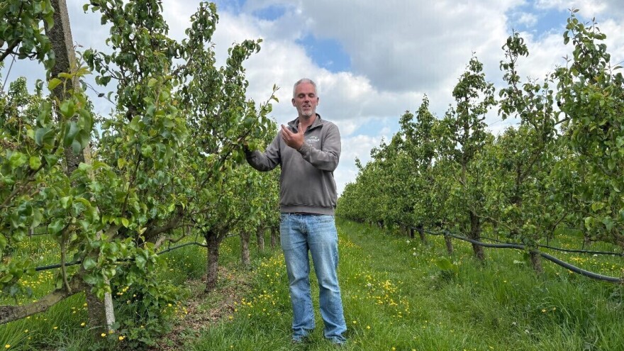 Belgijski voćar: Ako zabrane preparate na bazi bakra odustajem od ekološkog uzgoja krušaka