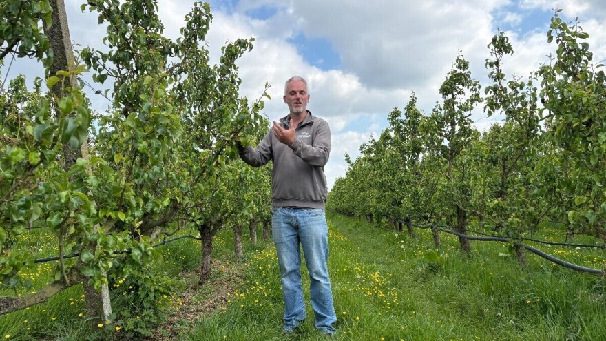 Belgijski voćar: Zabrane li pripravke na bazi bakra odustajem od ekološkog uzgoja krušaka
