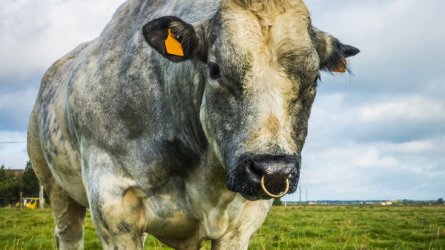 Belgijsko plavo - bodibilder među govedima