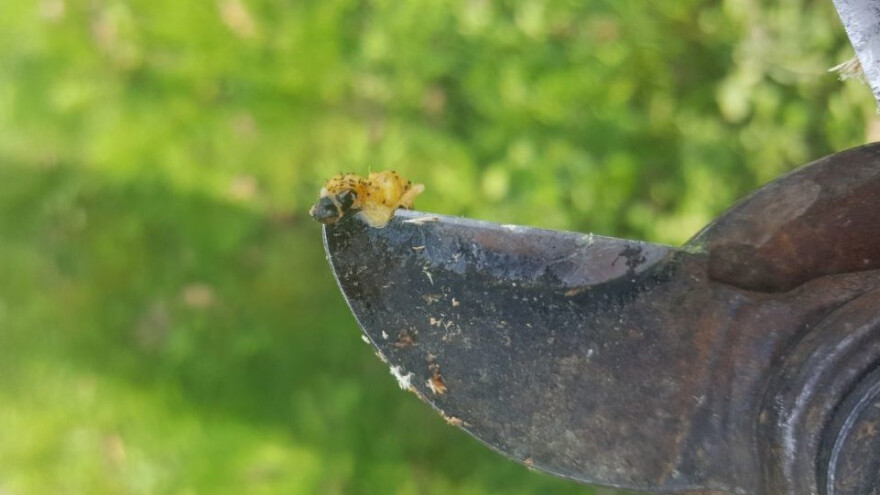 Beli drvotočac: Kako se rešiti ove gusenice u voćnjacima?