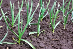Ozimi i beli luk izloženi bolestima i insektima