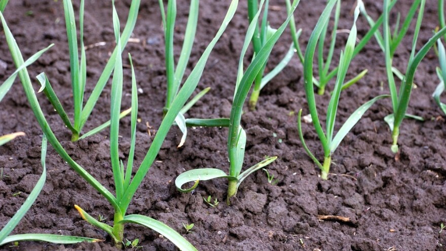 Ozimi i beli luk izloženi bolestima i insektima