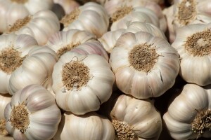 Ozimi bijeli luk idealan za mesnu industriju