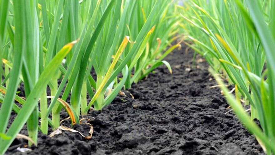 Gljivične bolesti bijelog luka - najvažniji je plodored