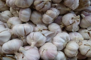 Proizvodnja belog luka u Sakulama - tradicija duga četvrt veka
