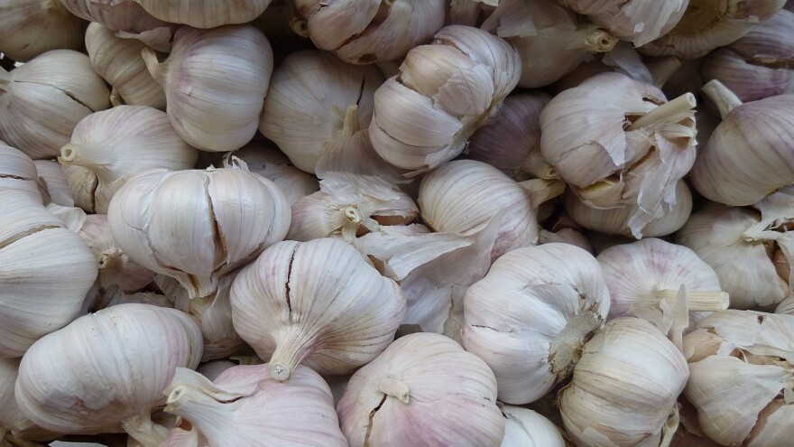 Proizvodnja belog luka u Sakulama - tradicija duga četvrt veka