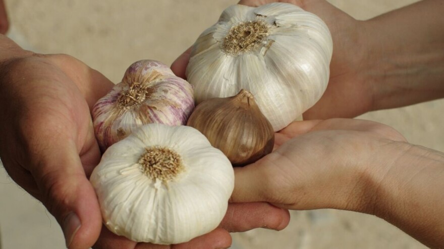Beli luk kralj bašte i voćnjaka - štiti od štetočina i obolenja