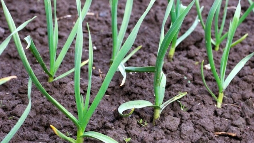 Žućenje listova luka - ovoj pojavi pogoduje vreme